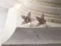Wedding Accessories Gold Color Flower Hair Comb Pin Clip Crystal Hairpins For Brides Bridesmaids Leaf Head pieces Bridal Jewelry e