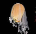 Long Shell Bridal Veil Earrings Lace Wedding Veils For Evening Dinner Party Dress Women Gift Hair Accessories Brides Jewelry 4